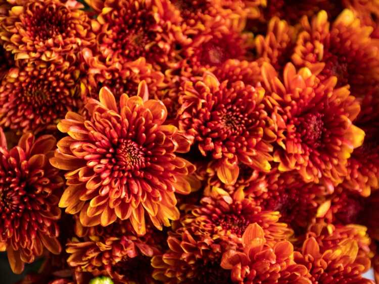 You are currently viewing Cultiver des fleurs de chrysanthème : comment prendre soin des mamans