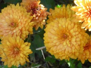 Lire la suite à propos de l’article Informations sur les chrysanthèmes : chrysanthèmes annuels ou vivaces
