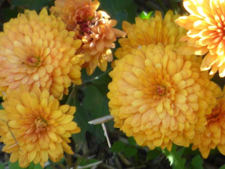 You are currently viewing Informations sur les chrysanthèmes : chrysanthèmes annuels ou vivaces