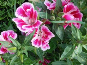 Lire la suite à propos de l’article Entretien des fleurs de Clarkia : Comment faire pousser des fleurs de Clarkia