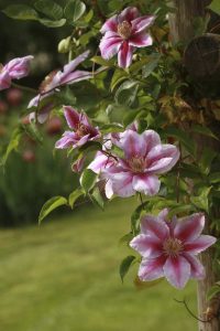 Lire la suite à propos de l’article Support pour les plantes de clématites : comment entraîner une clématite à grimper sur des poteaux ou des arbres