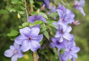 Lire la suite à propos de l’article Temps de floraison des clématites : combien de temps les clématites fleurissent-elles