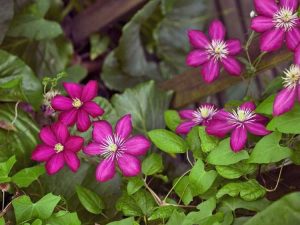 Lire la suite à propos de l’article Types de plantes de clématites : quelle variété de clématites ai-je