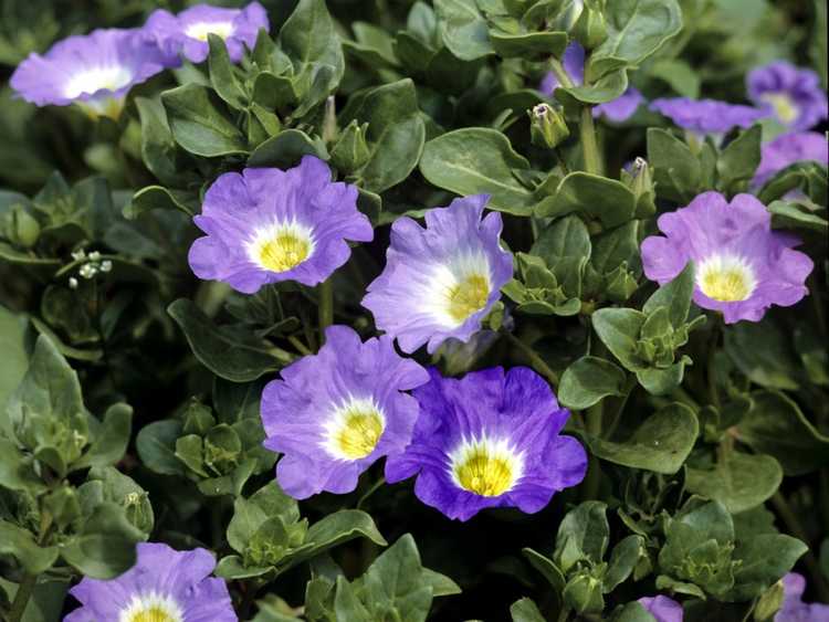 Lire la suite à propos de l’article Fleurs de cloche chilienne de Nolana : Conseils pour cultiver des fleurs de cloche de Nolana