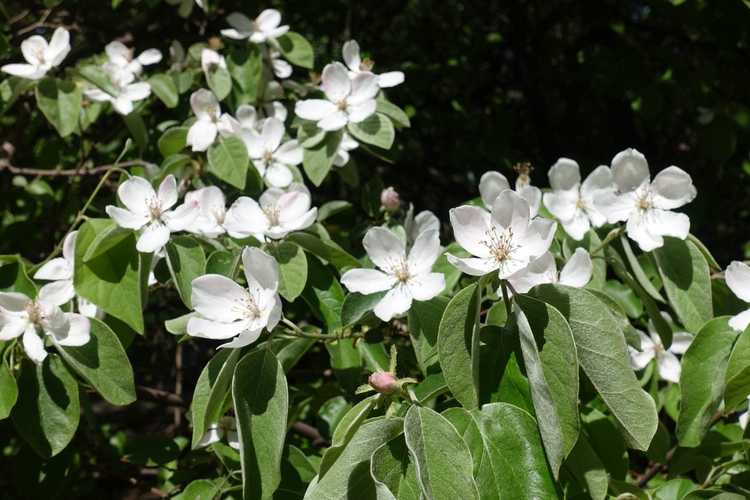 You are currently viewing Chute de fleurs dans le coing: Pourquoi le coing laisse-t-il tomber des fleurs