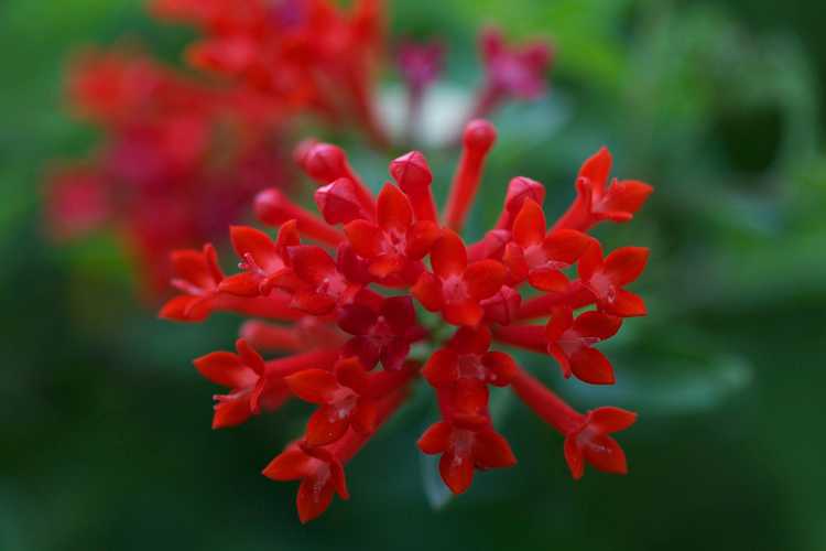 Lire la suite à propos de l’article Soins des fleurs de Bouvardia : découvrez la culture des fleurs de colibris