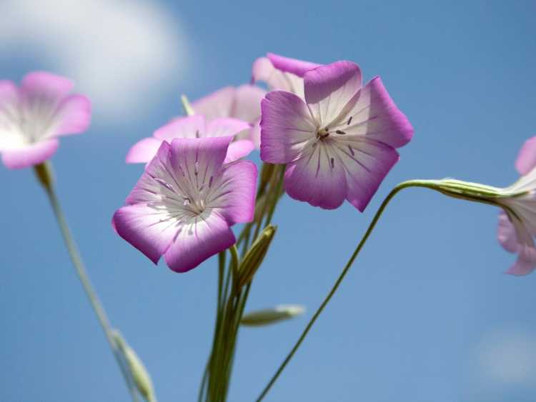 You are currently viewing Qu'est-ce que la coque du maïs : informations sur les fleurs de la coque du maïs Argostemma