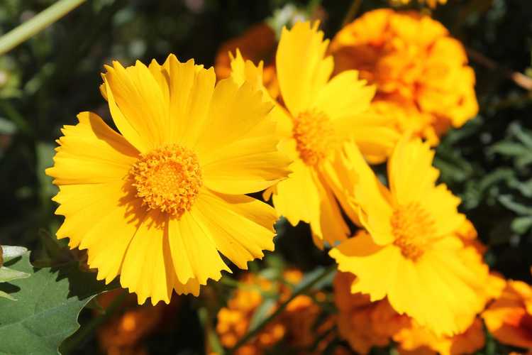 You are currently viewing Cultiver du coréopsis : comment prendre soin des fleurs de coréopsis