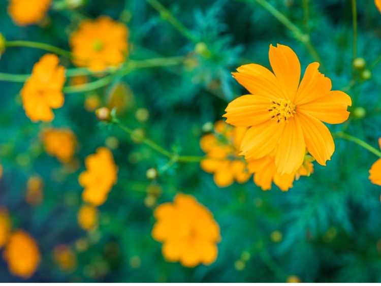 You are currently viewing Informations sur Sulphur Cosmos – Comment faire pousser une fleur d'aster mexicaine