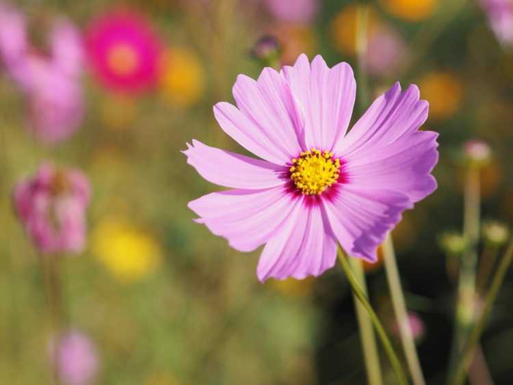 You are currently viewing Cosmos Flower Care – Conseils pour cultiver le Cosmos