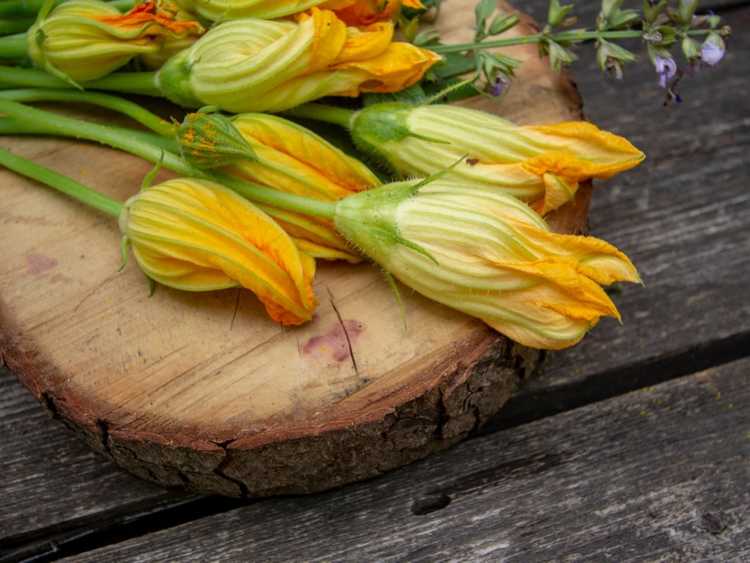 Lire la suite à propos de l’article Cueillette des fleurs de courge – Comment et quand cueillir des fleurs de courge