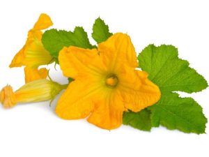 Lire la suite à propos de l’article Pourquoi les fleurs de courgettes tombent de la plante