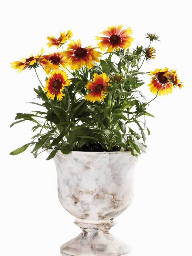 You are currently viewing Fleurs de couverture cultivées en conteneur – Cultiver des fleurs de couverture dans un pot