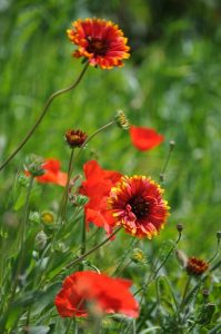 Lire la suite à propos de l’article Entretien des fleurs de couverture : comment faire pousser des fleurs de couverture