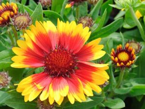 Lire la suite à propos de l’article Gaillardia ne fleurit pas – Raisons pour lesquelles la fleur de couverture ne fleurit pas