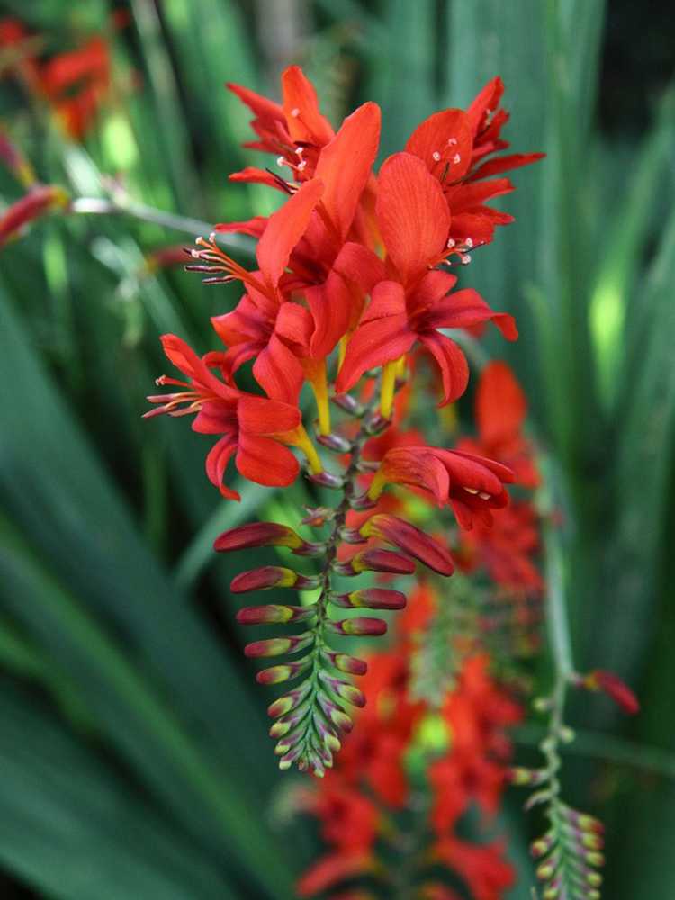 You are currently viewing Entretien des bulbes de Crocosmia : Conseils pour faire pousser des fleurs de Crocosmia