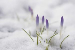 Lire la suite à propos de l’article Floraison hivernale des crocus : découvrez les crocus dans la neige et le froid