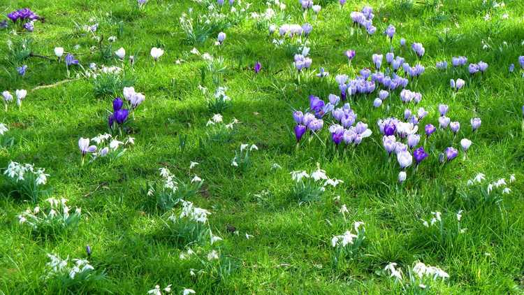 You are currently viewing Crocus dans les pelouses : conseils pour faire pousser des crocus dans la cour