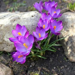 Lire la suite à propos de l’article Conseils de plantation de crocus : apprenez quand planter des bulbes de crocus