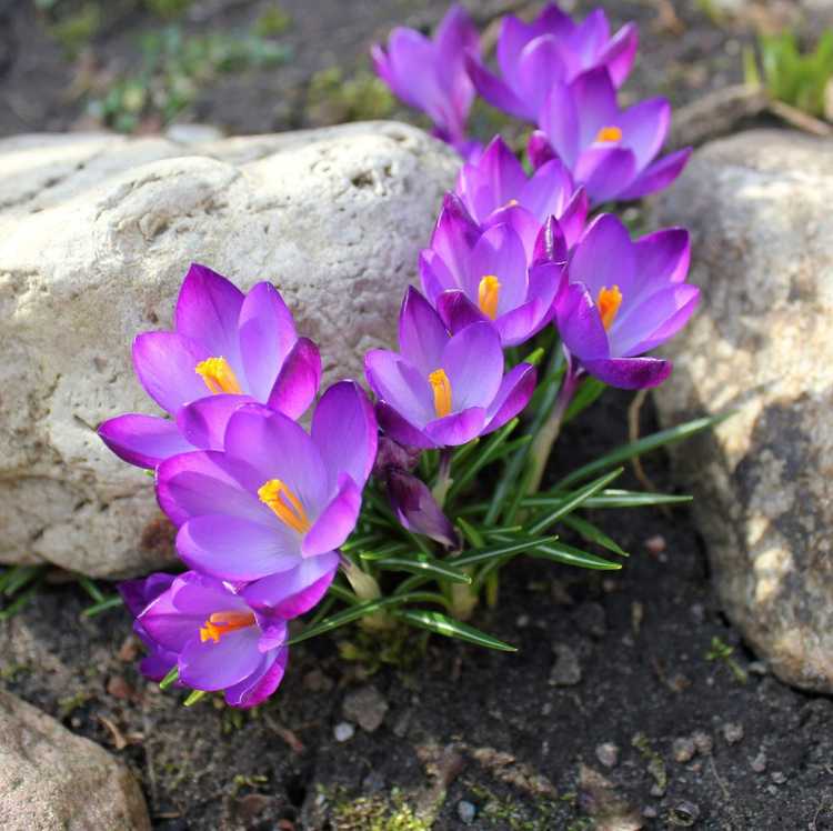 You are currently viewing Conseils de plantation de crocus : apprenez quand planter des bulbes de crocus