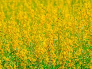 Lire la suite à propos de l’article Contrôle Showy Rattlebox : Gestion des Crotalaria Showy dans les paysages