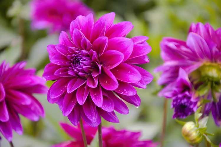 Lire la suite à propos de l’article Quand arroser les dahlias : conseils pour arroser les plantes de dahlias