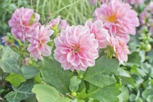 Lire la suite à propos de l’article Plantes tendres de dahlia – Les fleurs de dahlia sont-elles annuelles ou vivaces