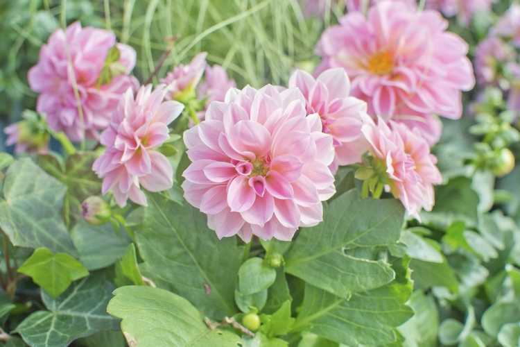 You are currently viewing Plantes tendres de dahlia – Les fleurs de dahlia sont-elles annuelles ou vivaces