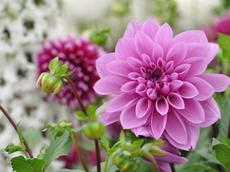 Lire la suite à propos de l’article Meilleur engrais pour dahlia : conseils pour fertiliser les dahlias