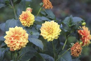 Lire la suite à propos de l’article Conseils pour démarrer les graines de Dahlia : les graines de Dahlia se transforment-elles en tubercules