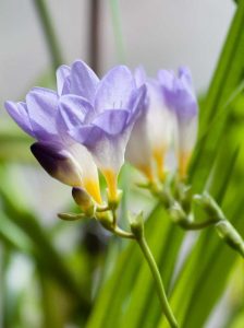 Lire la suite à propos de l’article Collecte de graines de freesia : apprenez à récolter des graines de freesia