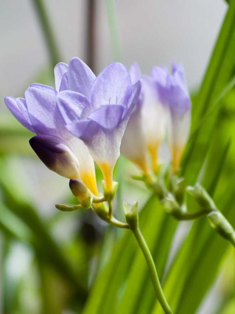 You are currently viewing Collecte de graines de freesia : apprenez à récolter des graines de freesia