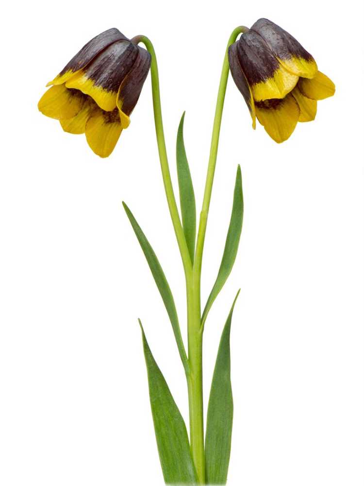 You are currently viewing Cultiver des fleurs fritillaires : planter des bulbes de Fritillaria Michailovskyi