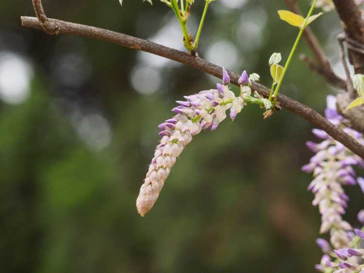 You are currently viewing Les bourgeons de glycine ne s'ouvrent pas : pourquoi les fleurs de glycine ne s'ouvrent pas