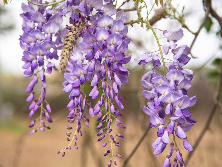 You are currently viewing Transplantation de drageons de glycine : pouvez-vous planter des ramifications de glycine