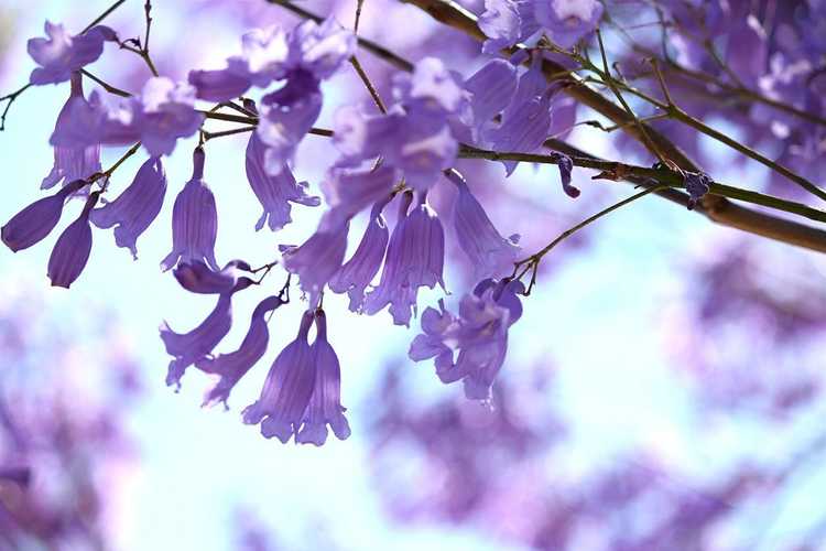 You are currently viewing L'arbre Jacaranda ne fleurit pas : conseils pour faire fleurir un jacaranda