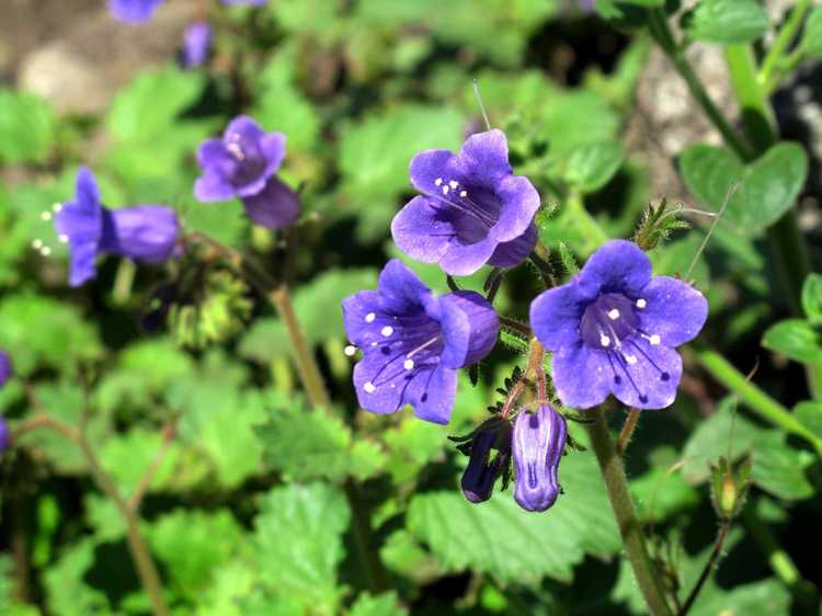 You are currently viewing Entretien de Desert Bluebell : Conseils pour faire pousser des fleurs de Bluebell du désert