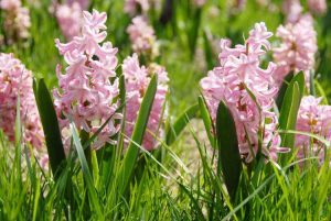 Lire la suite à propos de l’article Floraison des plantes de jacinthe – Comment maintenir la floraison des fleurs de jacinthe