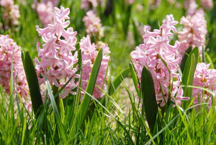 You are currently viewing Floraison des plantes de jacinthe – Comment maintenir la floraison des fleurs de jacinthe