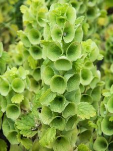 Lire la suite à propos de l’article Fleurs du jardin irlandais : plantes à cultiver pour la Saint-Patrick