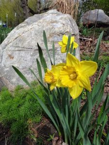 Lire la suite à propos de l’article Les bulbes à fleurs ne poussent pas : pourquoi il n'y a pas de jonquilles après la plantation