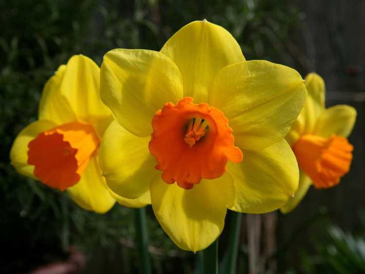 You are currently viewing Soins du narcisse nain : variétés de mini-jonquilles populaires à essayer