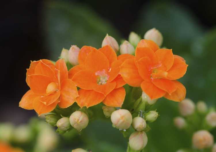 You are currently viewing Floraison de Kalanchoe: Comment faire refleurir un Kalanchoe