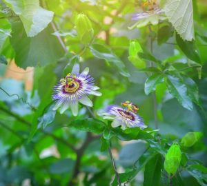 Lire la suite à propos de l’article Passiflora Leaf Drop: Que faire pour une vigne de la passion qui laisse tomber ses feuilles
