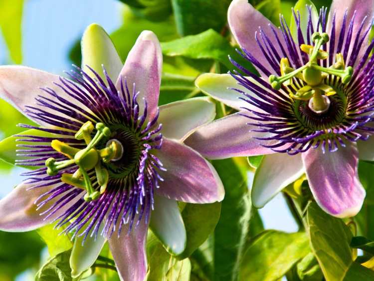 Lire la suite à propos de l’article Fleurs de la passion tropicales – Comment faire pousser la vigne de la passion