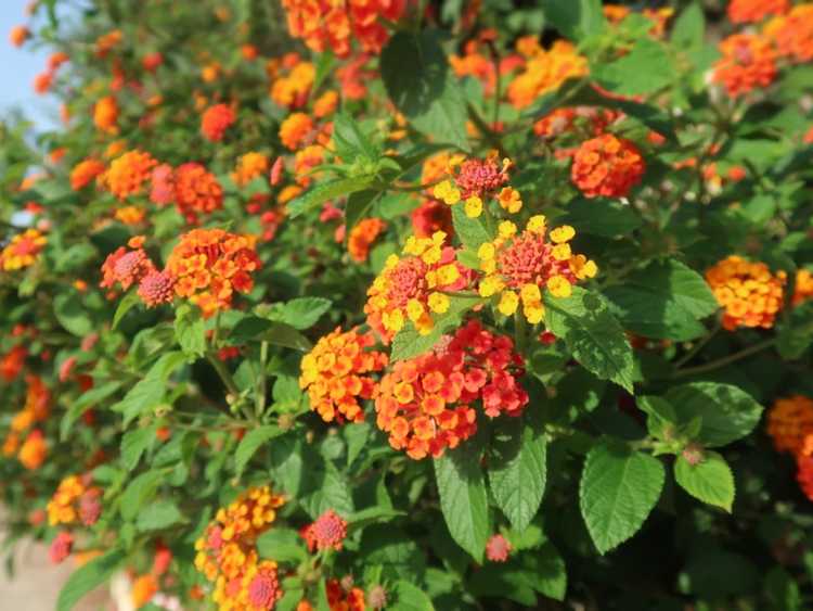 You are currently viewing Maladies des plantes de Lantana : identifier les maladies qui affectent le Lantana