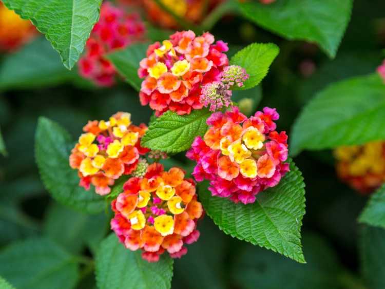 You are currently viewing Variétés de Lantana : découvrez les plantes Lantana pour le jardin