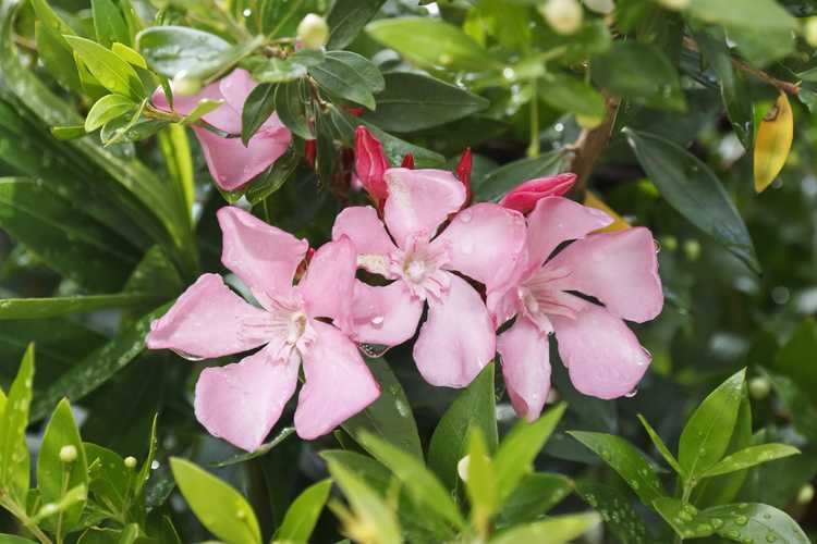 You are currently viewing Besoins d'irrigation du laurier-rose: conseils pour arroser les plantes de laurier-rose dans le jardin