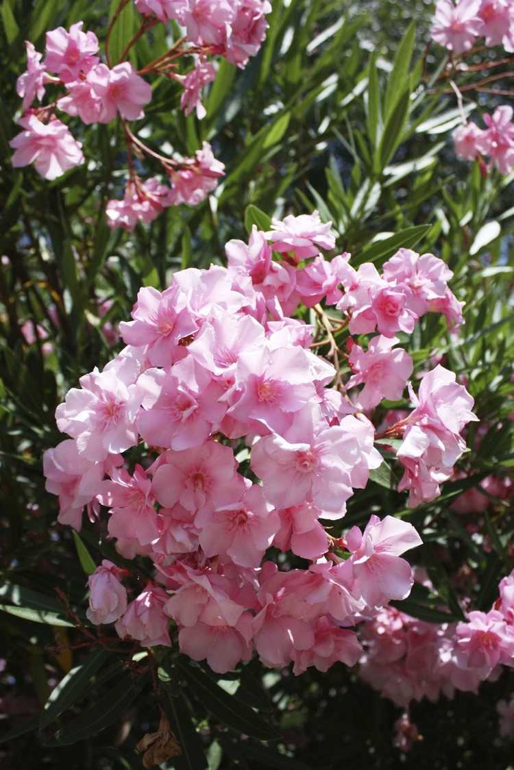 You are currently viewing Engrais pour plantes de laurier-rose – Comment et quand nourrir les lauriers-roses