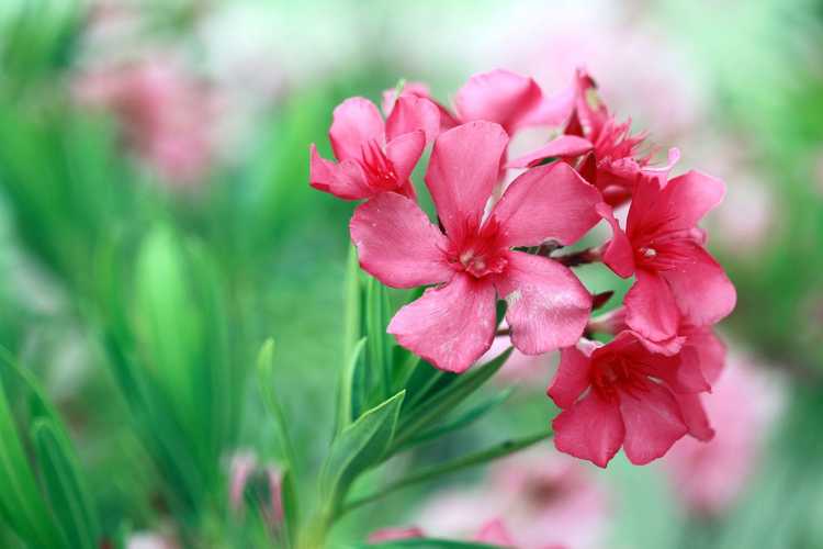 You are currently viewing Soins du laurier-rose: conseils pour cultiver des lauriers-roses dans le jardin